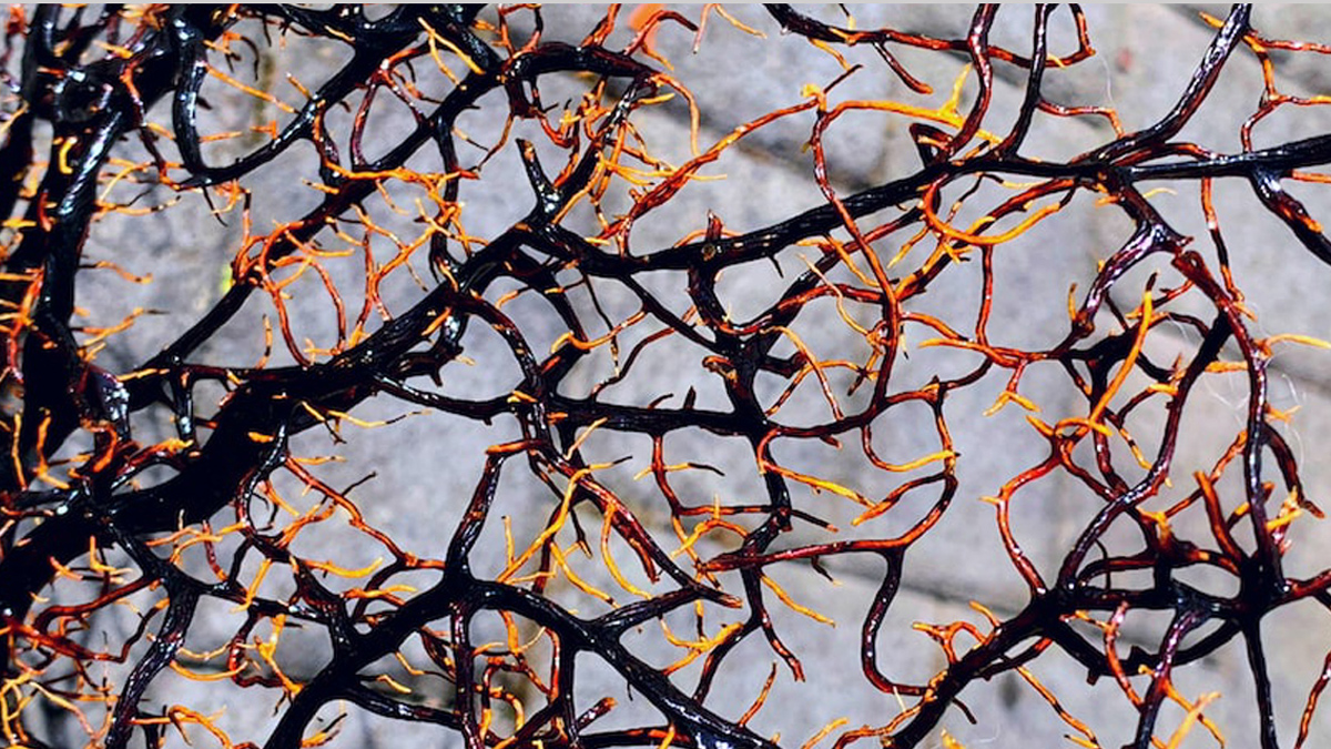 Branches and leaves representing entanglement